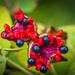 Paeonia, ripe follicles with seeds by haskar