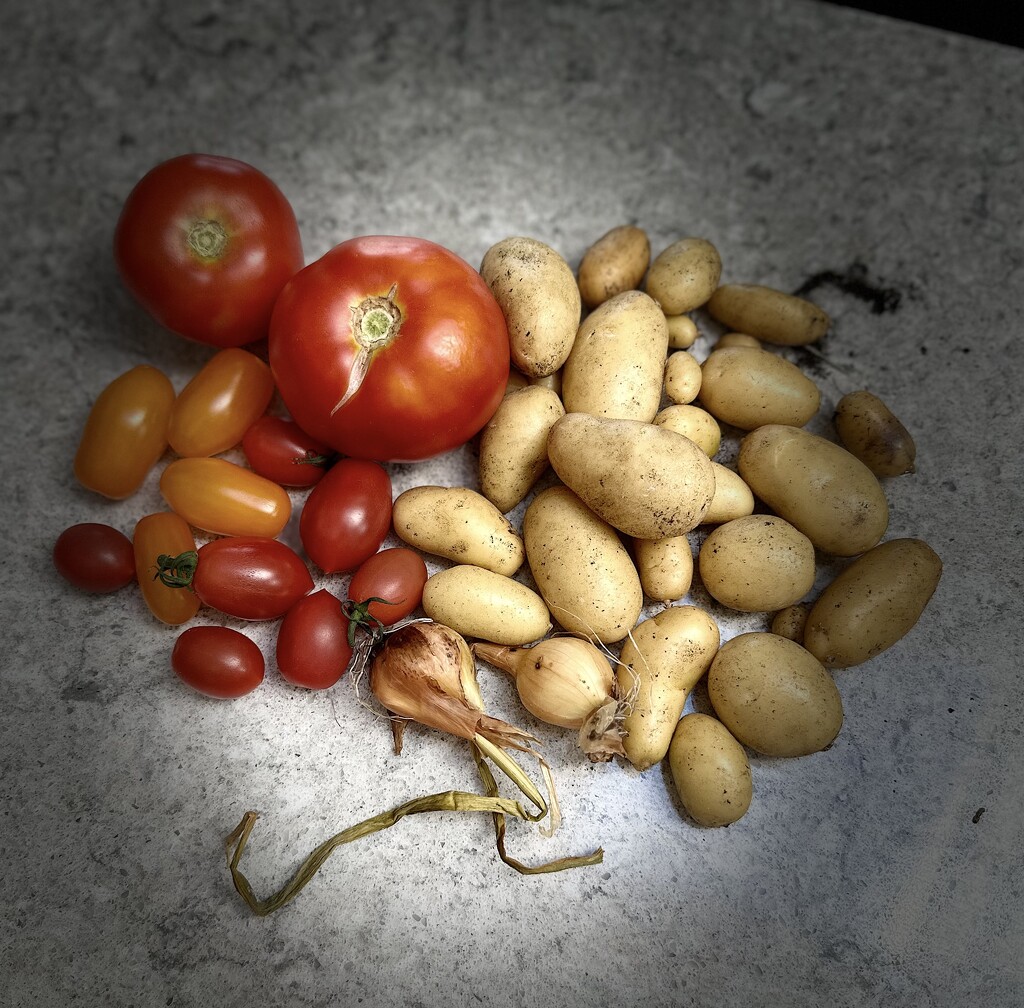 Allotment pickings  by wendystout