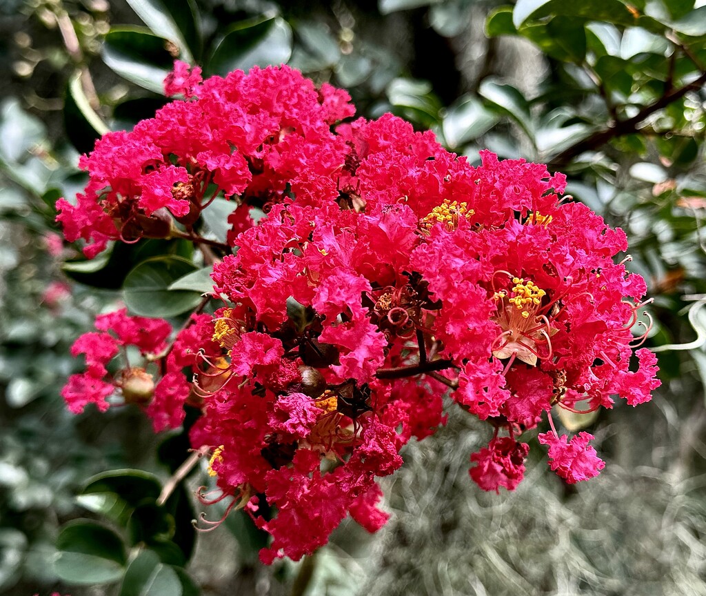 The brilliant beauty of crepe myrtles by congaree