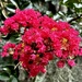 The brilliant beauty of crepe myrtles by congaree