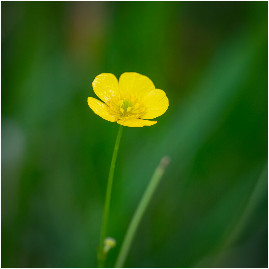 Meadow buttercup by clifford