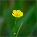 Meadow buttercup by clifford