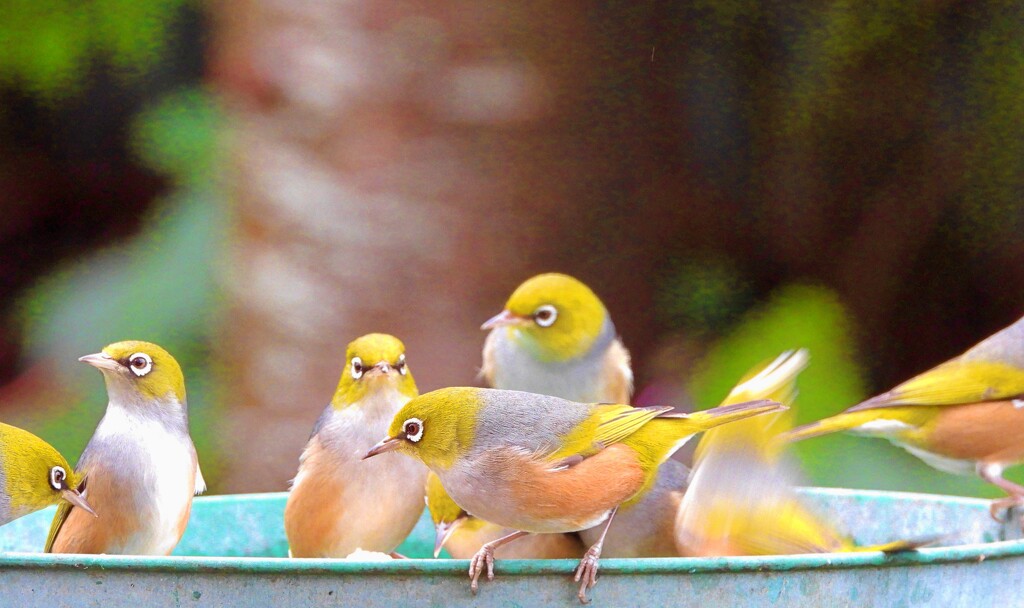 Sweet birds.. by maggiemae