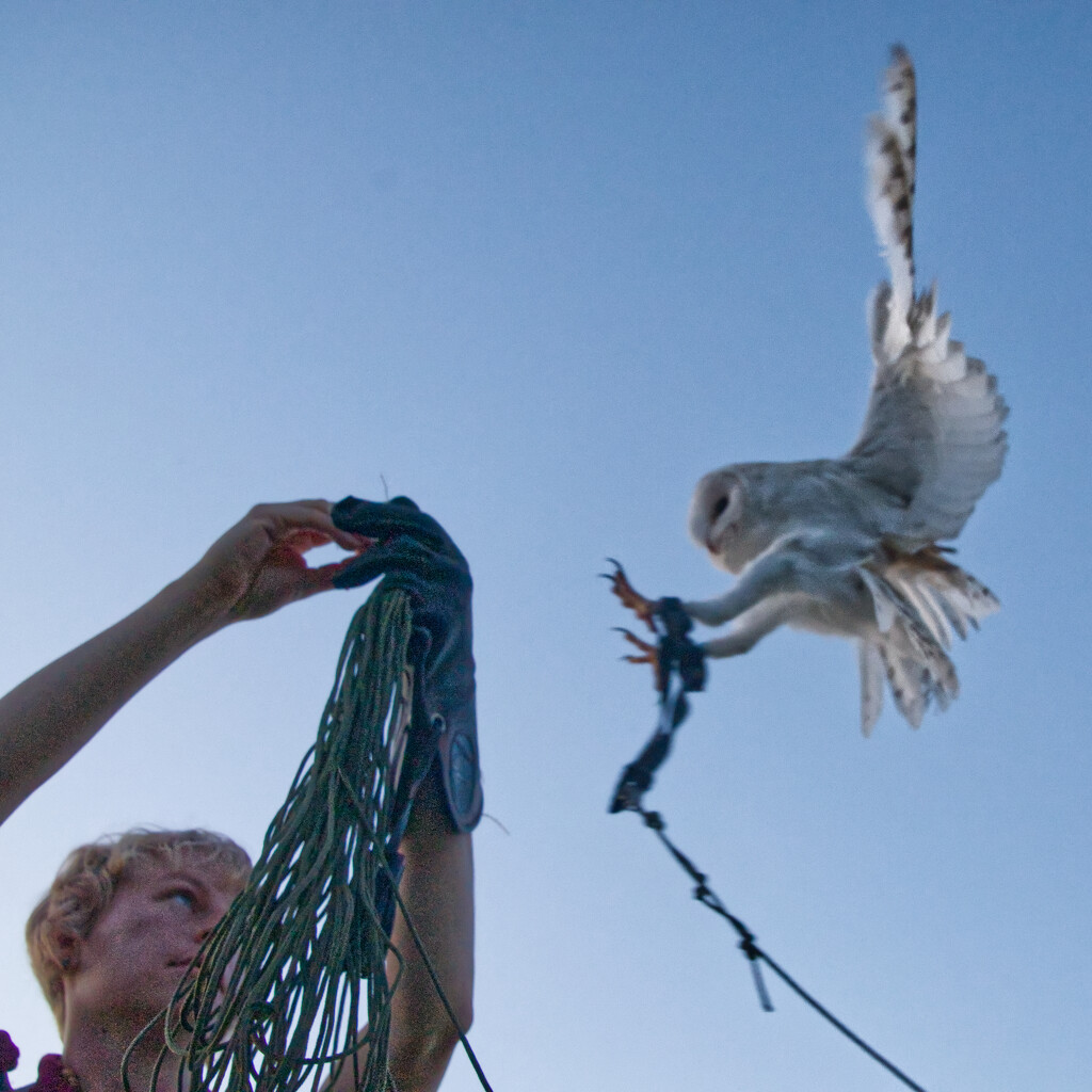 Da Vinci flying to Florrie by 30pics4jackiesdiamond