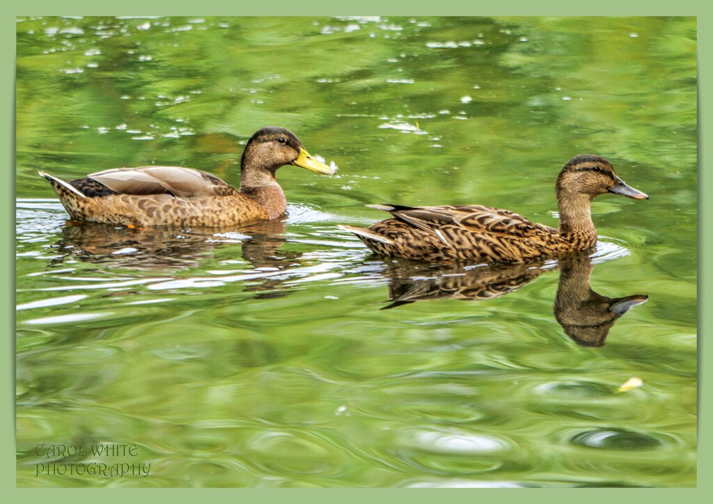 Two Little Ducks by carolmw