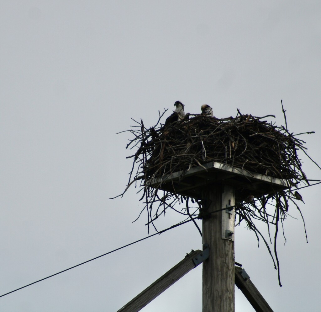 Osprey nest by mltrotter