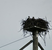 29th Jul 2024 - Osprey nest