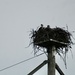 Osprey nest by mltrotter