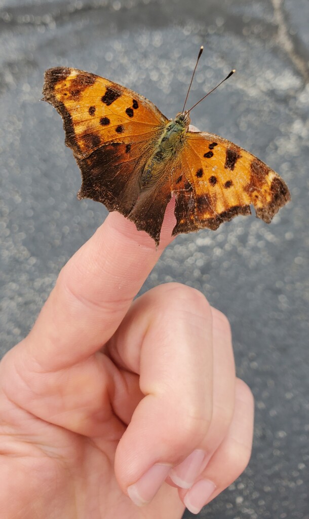 Helping the Broken Winged Butterfly by alophoto