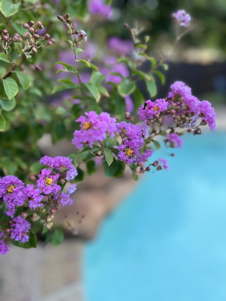 Crepe Myrtles love our hot summers by louannwarren