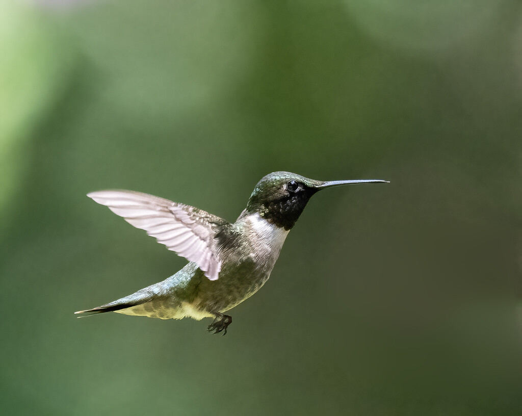 Mr. Ruby-throated hummer by mccarth1