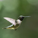 Mr. Ruby-throated hummer by mccarth1