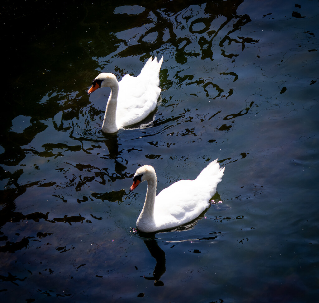 Black Sea Swans by swillinbillyflynn