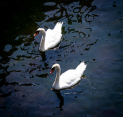 30th Jul 2024 - Black Sea Swans