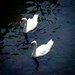 Black Sea Swans by swillinbillyflynn