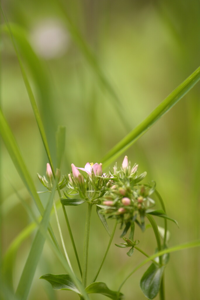 Flower amid the grass~~~~~ by ziggy77