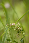 30th Jul 2024 - Flower amid the grass~~~~~