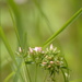 Flower amid the grass~~~~~ by ziggy77