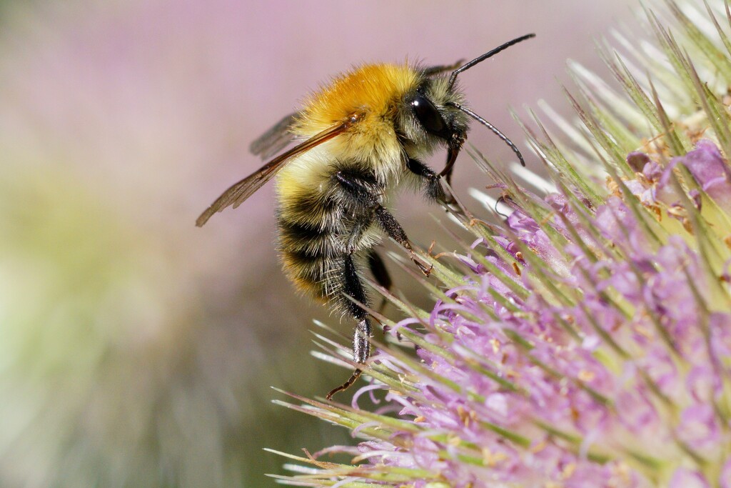 BEE WITH TEASEL by markp