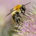 BEE WITH TEASEL by markp