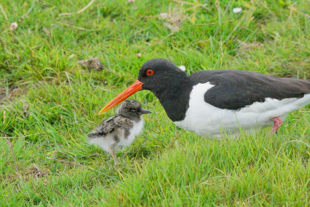 MOTHER AND BABY by markp