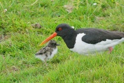 26th Jul 2024 - MOTHER AND BABY