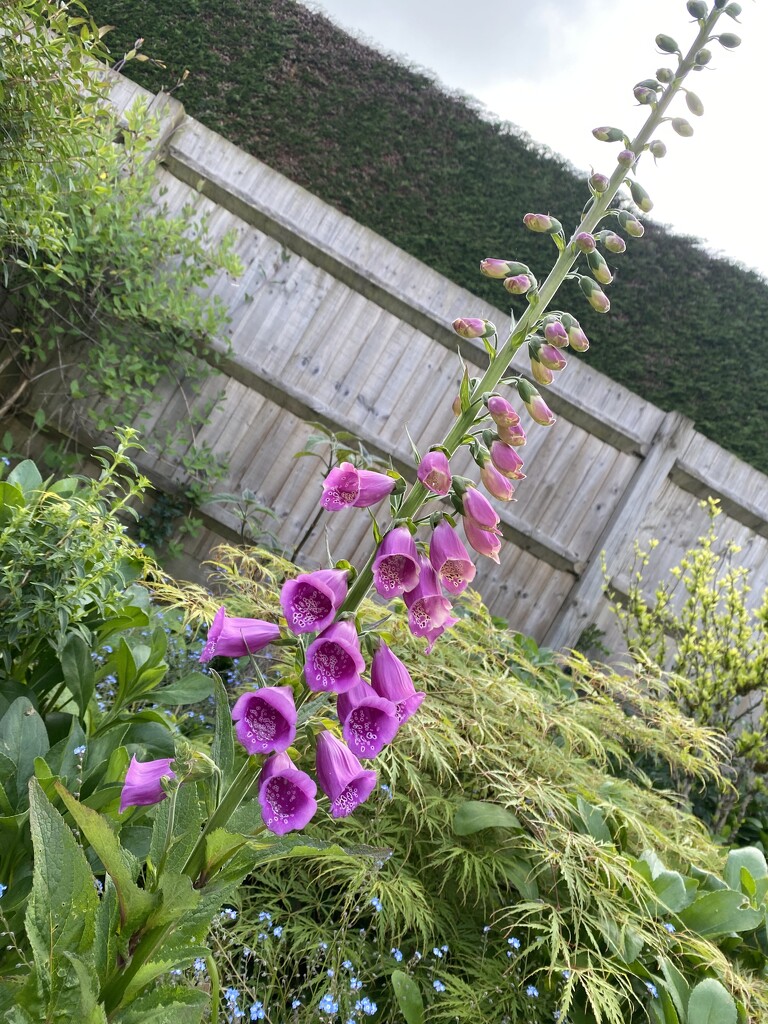 Pink foxglove  by alison59