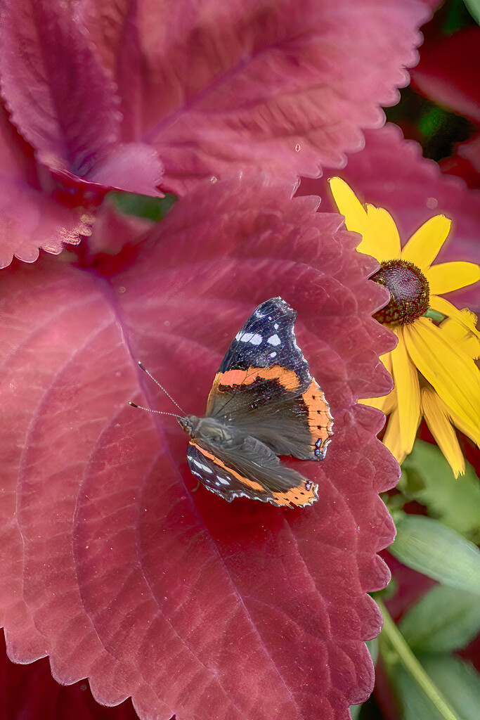 Red Admiral by k9photo