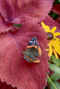 30th Jul 2024 - Red Admiral