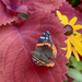 Red Admiral