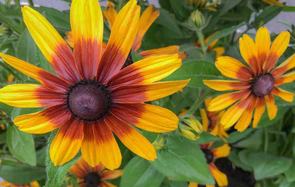 Black Eyed Susans by mittens