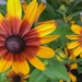 Black Eyed Susans by mittens