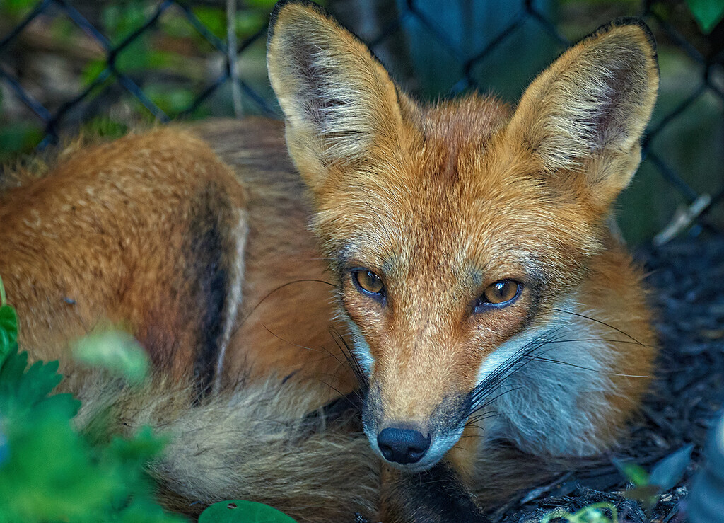 Waking Fox by gardencat