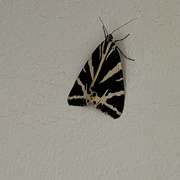 30th Jul 2024 - Jersey Tiger Moth