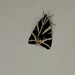 Jersey Tiger Moth by mattjcuk