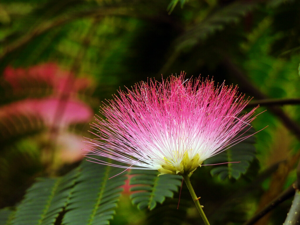 Mimosa Tree Bloom by seattlite