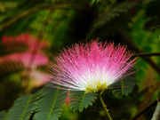 30th Jul 2024 - Mimosa Tree Bloom