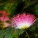 Mimosa Tree Bloom by seattlite