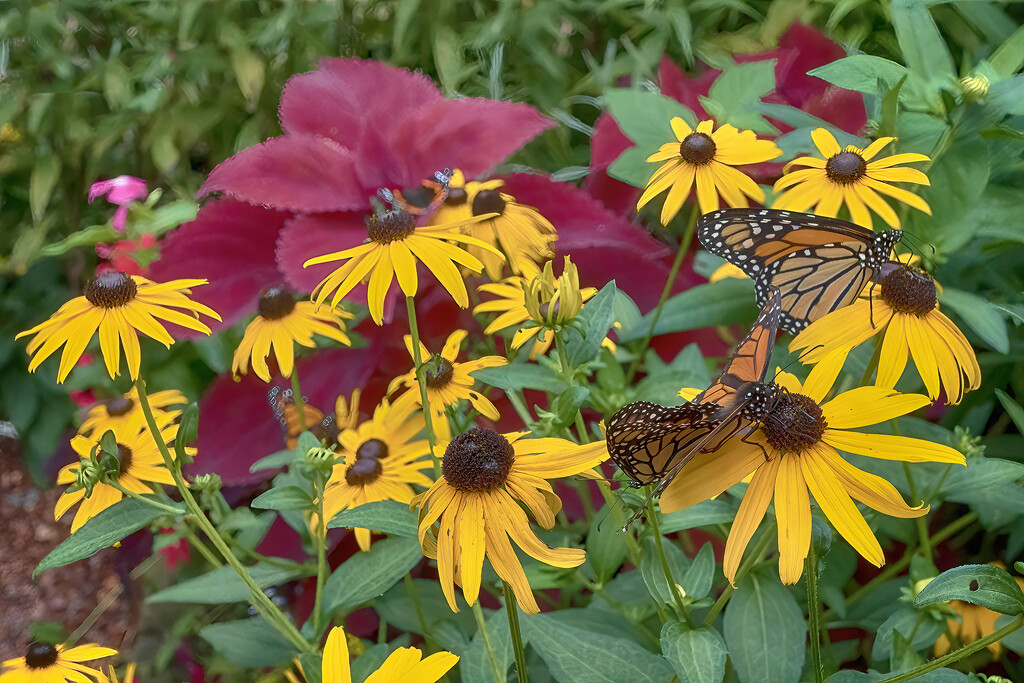 Flowers and Butterflies by k9photo