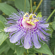 16th Jul 2024 - Passion Flower