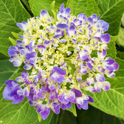 15th Jul 2024 - Hydrangea