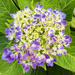 Hydrangea by k9photo