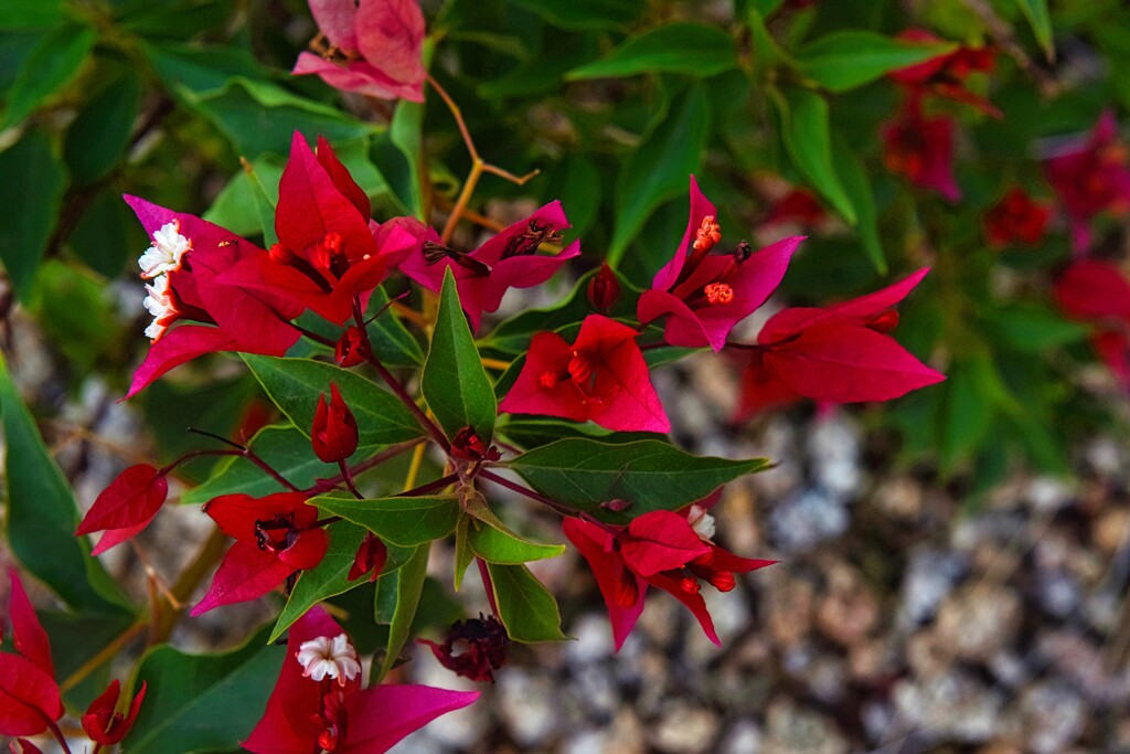 7 26 Bougainvillea by sandlily