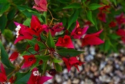 26th Jul 2024 - 7 26 Bougainvillea