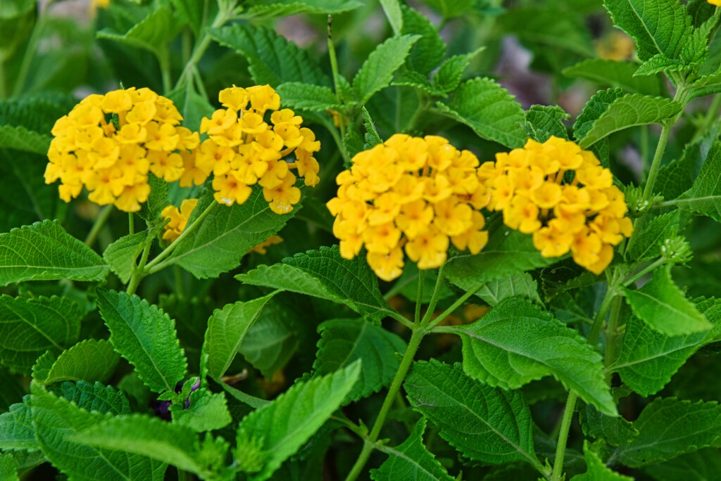 7 26 Yellow Lantana by sandlily