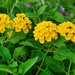 7 26 Yellow Lantana by sandlily