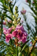 26th Jul 2024 - 7 26 Desert Willow