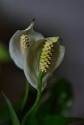 26th Jul 2024 - 7 26 Duo Peace Lilies