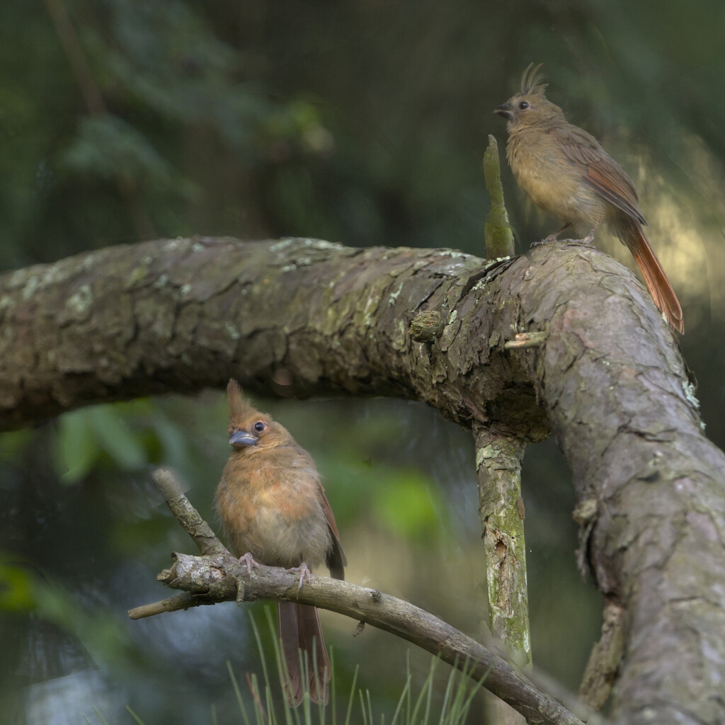 Two Baby Cardinals in the Shade by peachfront