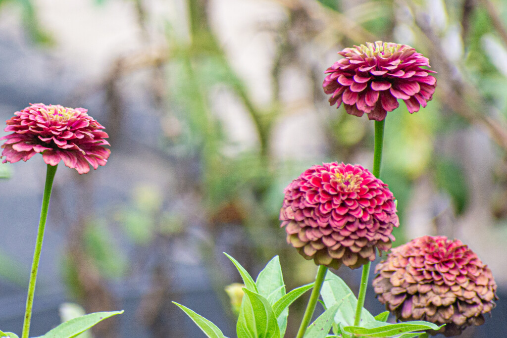 My favorite Zinnia... by thewatersphotos